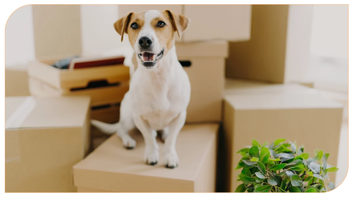 Criando um pet no seu apê: dicas e cuidados para o seu bichinho